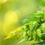 El amargor de la cerveza
