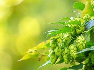 El amargor de la cerveza