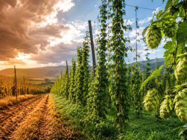 Cambio climático y cerveza